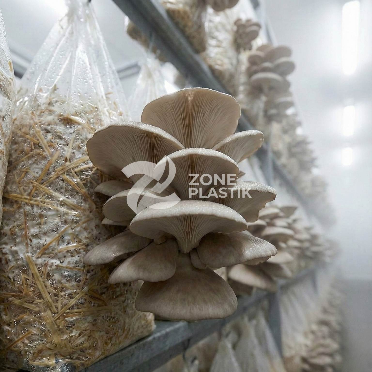 İstiridye Mantarı Kompost Poşeti - Toptan Üretim